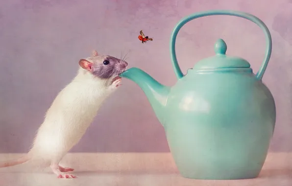 Picture thirst, mouse, kettle