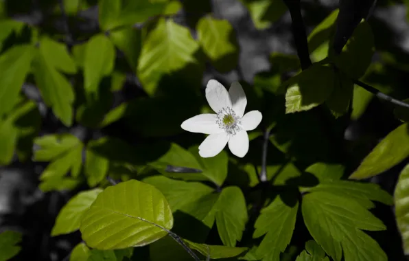 Nature, Earth, Flower, Green, Forest, Leaves, Woods, Ground