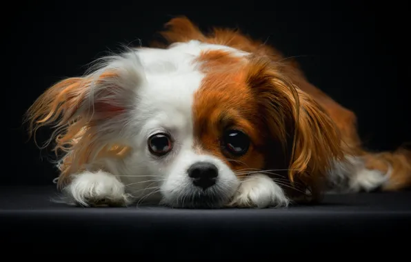 Picture eyes, breed, Papillon