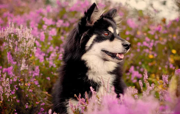 Flowers, the bushes, dog
