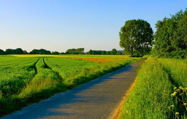 Picture road, field, summer, trees, nature
