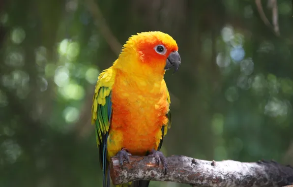 Birds, parrot, Ara