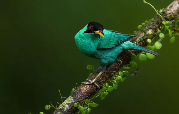Bird, branch, leaves, green, green background, The green Sai