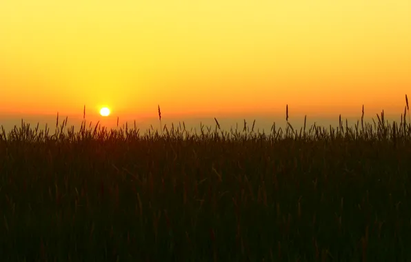 Picture the sky, grass, the sun, nature, dawn