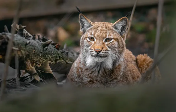 Look, nature, pose, lynx, face