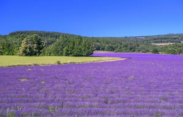 Picture France, lavender, plantation, Saint-Christol