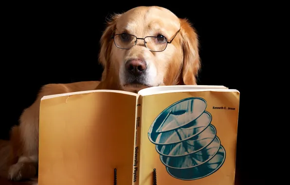 Picture each, dog, book