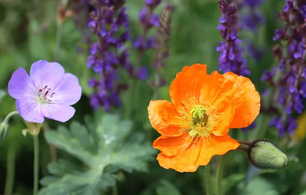 Greens, leaves, flowers, orange, Mac, garden, flowerbed, different