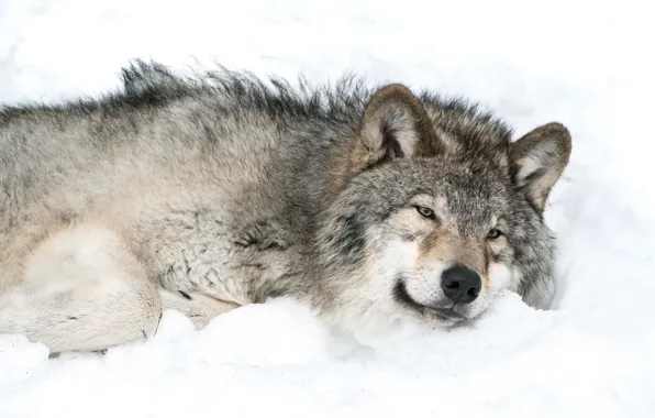Snow, grey, wolf, in anticipation of spring