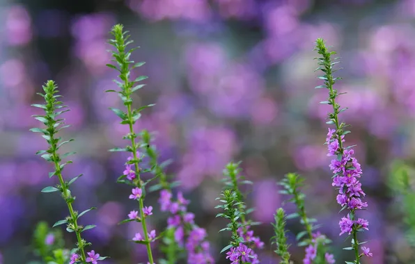 Flowers, petals, bokeh