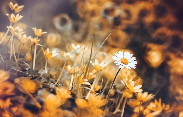 Macro, flowers, nature