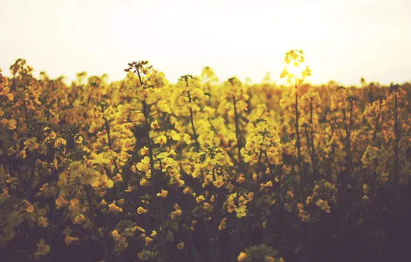 Flowers, yellow, petals