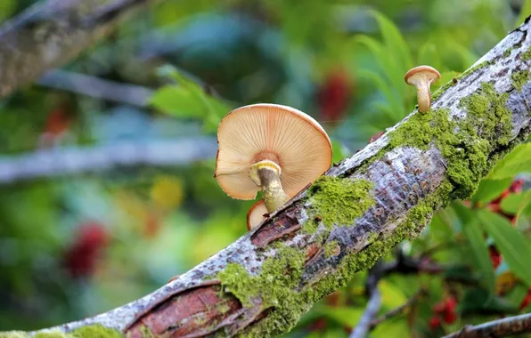 Macro, tree, mushrooms