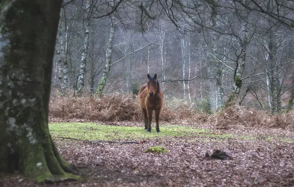 Forest, trees, horse