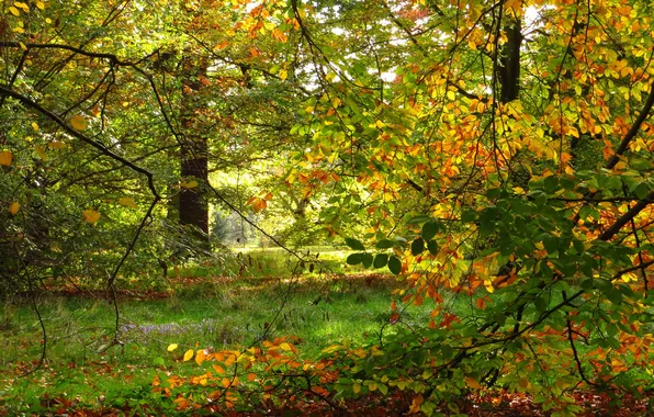 Picture autumn, branches, nature, Park, photo