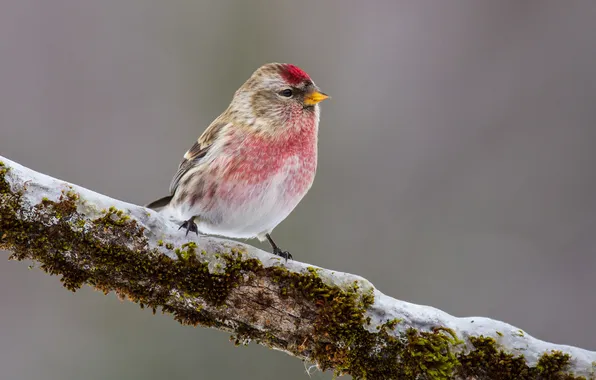Snow, bird, pink, moss, branch