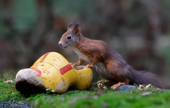 Protein, bokeh, rodent, Shoe