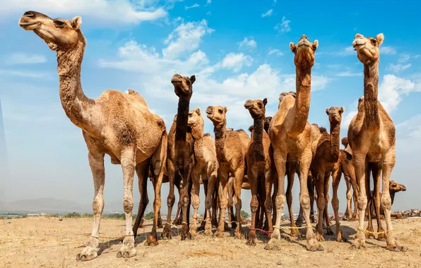 Picture desert, clouds, close up, camel, dromedary, camel fair