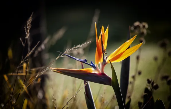 Flower, macro, grass