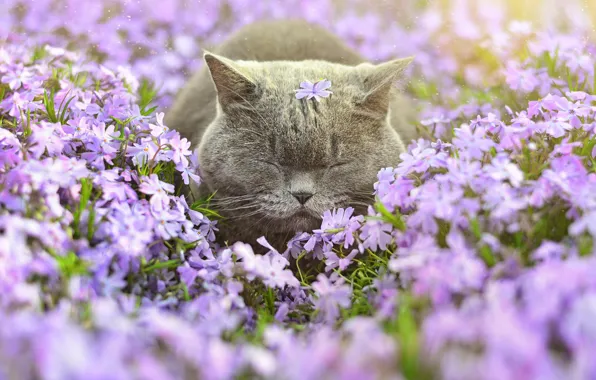 Picture cat, flowers, sleep