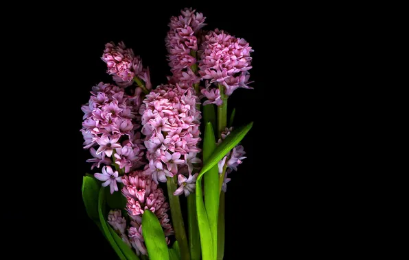 Picture light, flowers, background, Wallpaper, shadow, petals, stem