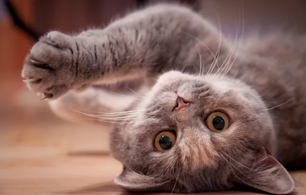 Picture cat, look, grey, paws, floor, lies, kitty, face