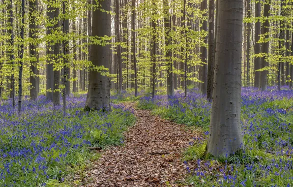 Picture forest, spring, Belgium, bells, path, Walloon Brabant