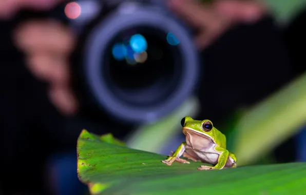 Nature, background, frog