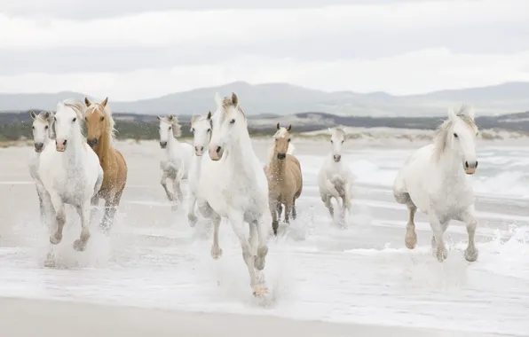 Picture sea, shore, coast, horses, horse, the herd