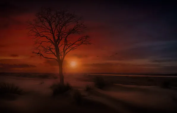Picture sand, sea, the sky, trees, shore, the evening