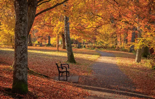 Picture autumn, Park, foliage, track
