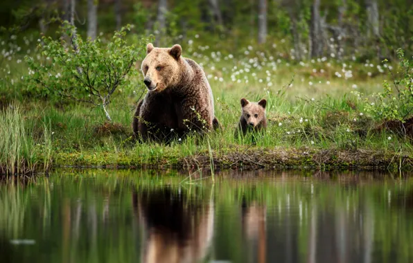 Picture river, baby, bear, bear, mom
