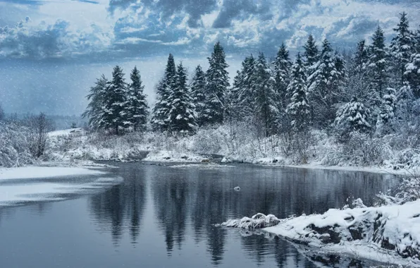 Winter, forest, snow, trees, nature, lake