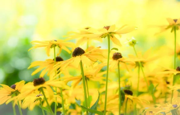 Flowers, nature, background