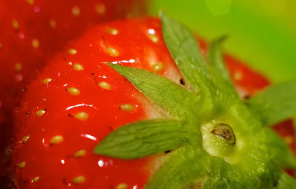 Picture summer, macro, berries, strawberry
