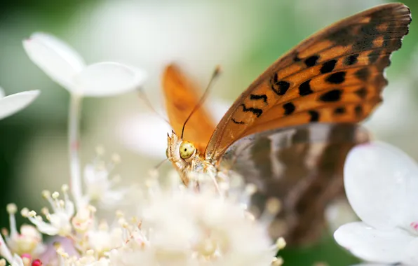 Flowers, butterfly, insect