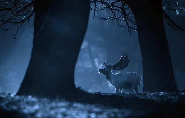 Nature, deer, morning