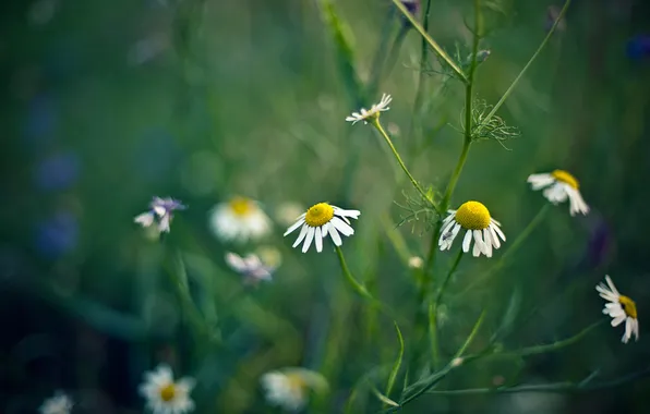 Picture NATURE, FLOWERS, CHAMOMILE