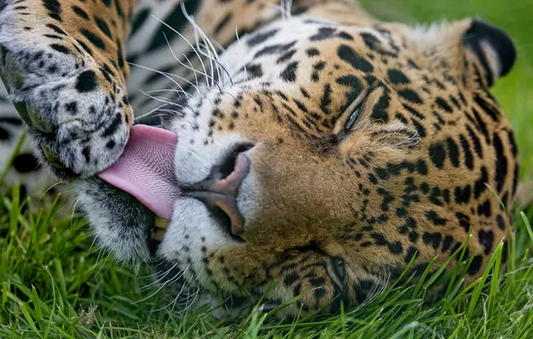 Picture language, cat, grass, face, Jaguar, ©Tambako The Jaguar