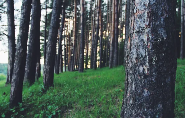 Greens, forest, freshness, Park, tree, the air, walk