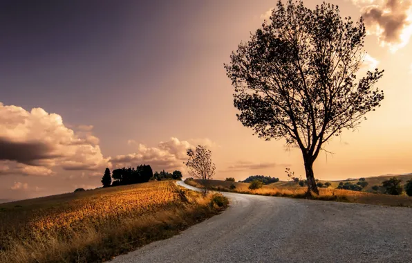 Road, nature, tree