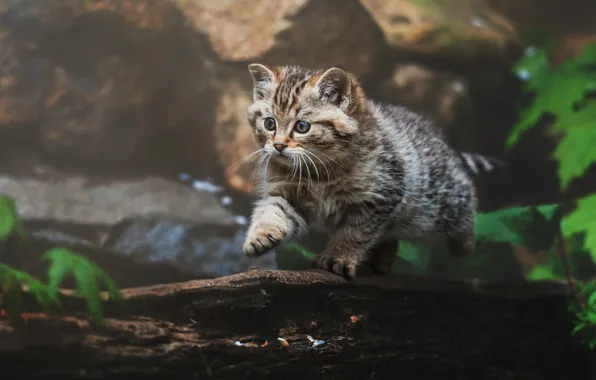 Cat, cat, look, pose, stones, kitty, tree, walk