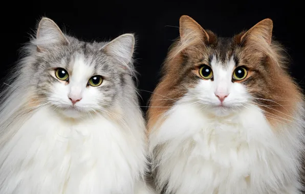 Picture pair, look, cat