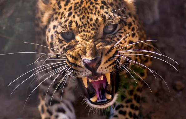 Face, close-up, predator, leopard, fangs, grin