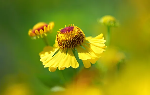 Macro, nature, petals