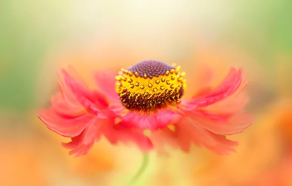 Flower, macro, red, blur, petals, gaylardiya