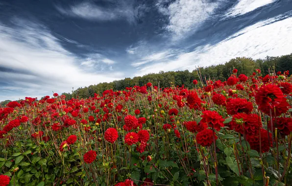 Forest, summer, the sky, clouds, flowers, blue, slope, red