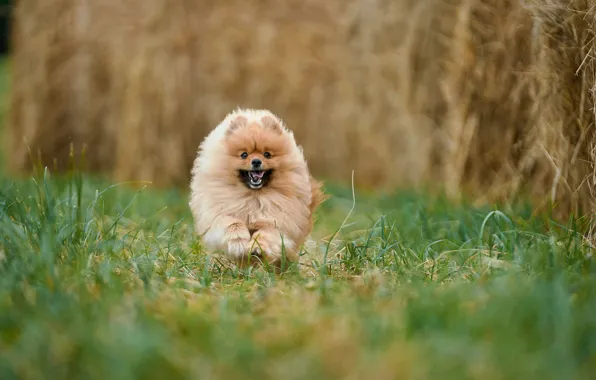 Grass, nature, dog, running, dog, Oksana Syrostan