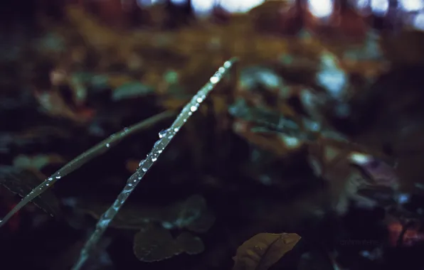 Autumn, grass, drops, green, Russia, dobraatebe