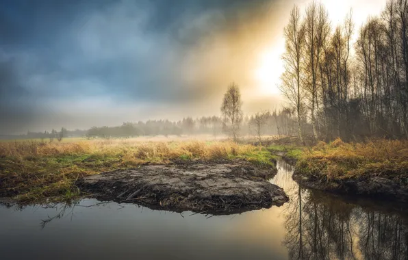 Autumn, forest, grass, fog, lake, pond, dawn, shore